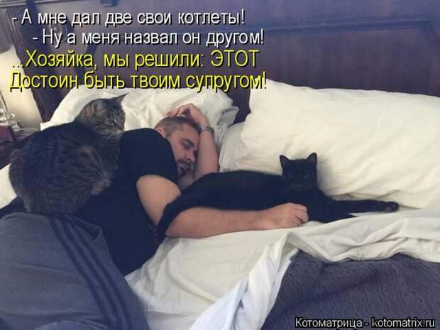 Лучшие котоматрицы недели (50 фото)