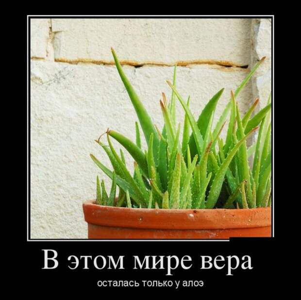Пятничная подборка демотиваторов  демотиватор, юмор