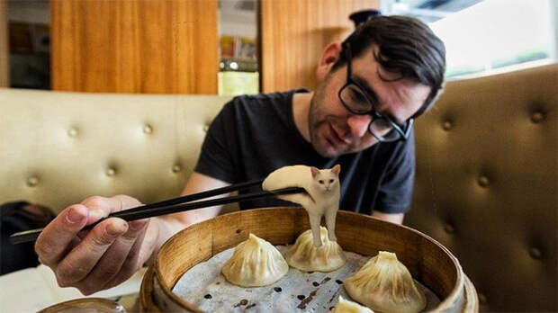 Cat Dumpling