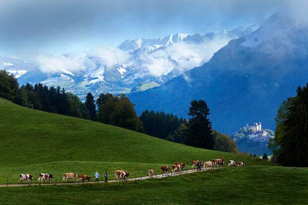 Изготовление сыра в Швейцарии еда, сельское хозяйство, сыр
