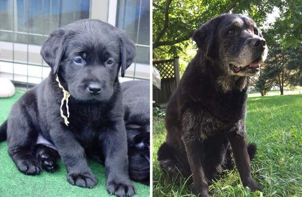 собака до и после