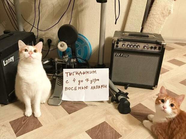 Пользователи рассказали, в чем провинились их коты (15 фото)