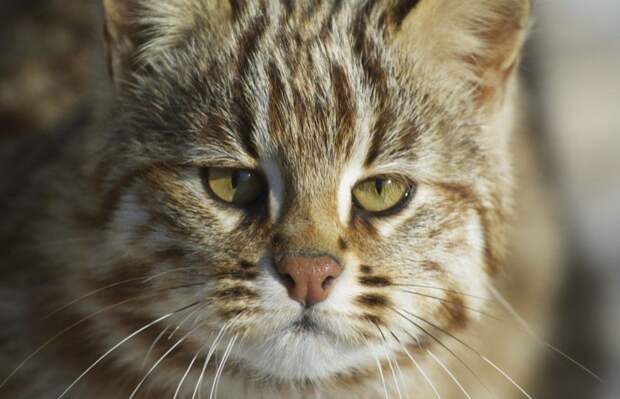 50 фотографий животных которые попытаются поднять Вам настроение животные, коты