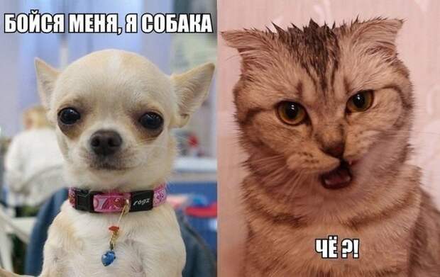 Смешные картинки с надписями прикол, юмор