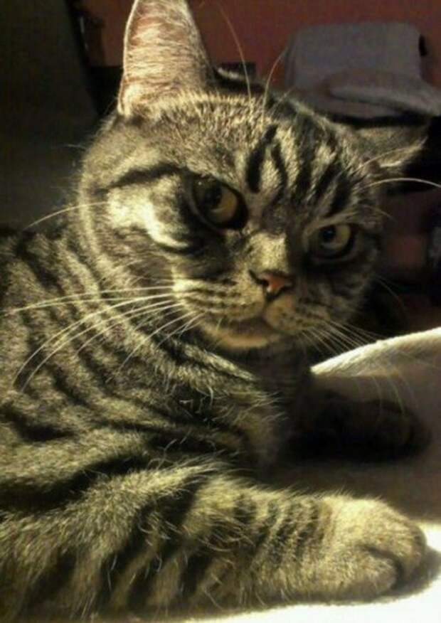 Подозрительный кот