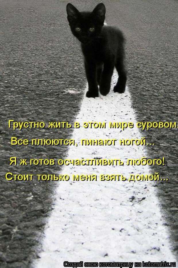 Новая котоматрица на Бугаге (30 фото)
