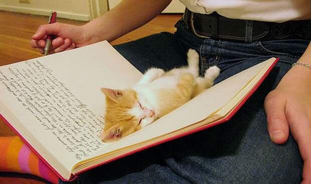 7. Диван-книжка? 7. Диван-книжка? котенок, сон