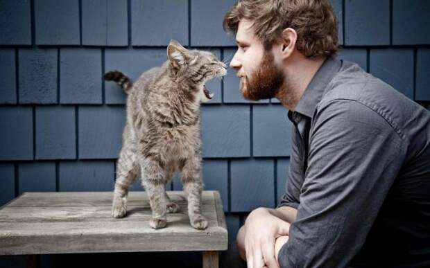Несколько способов использования котов в хозяйстве: Объяснит, что борода колется.