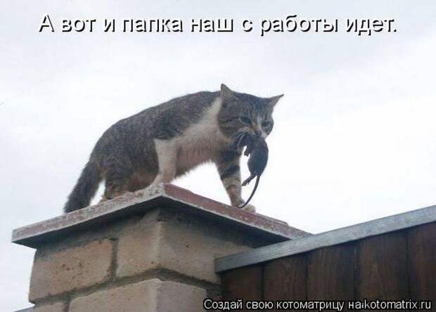 Весёлые котоматрицы - смешные кошки Весёлые котоматрицы - смешные кошки