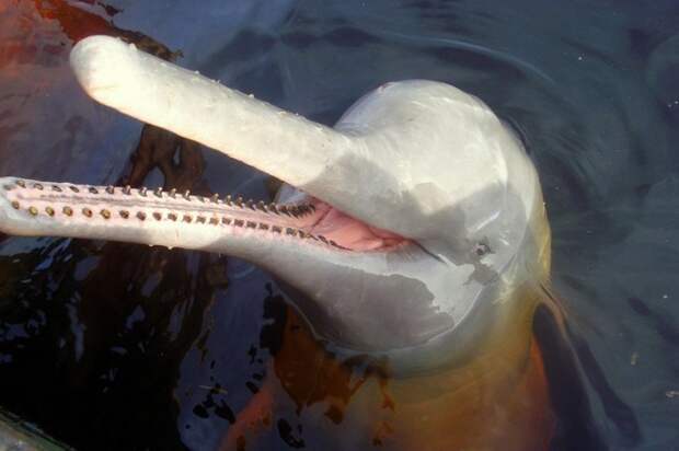 гангский дельфин