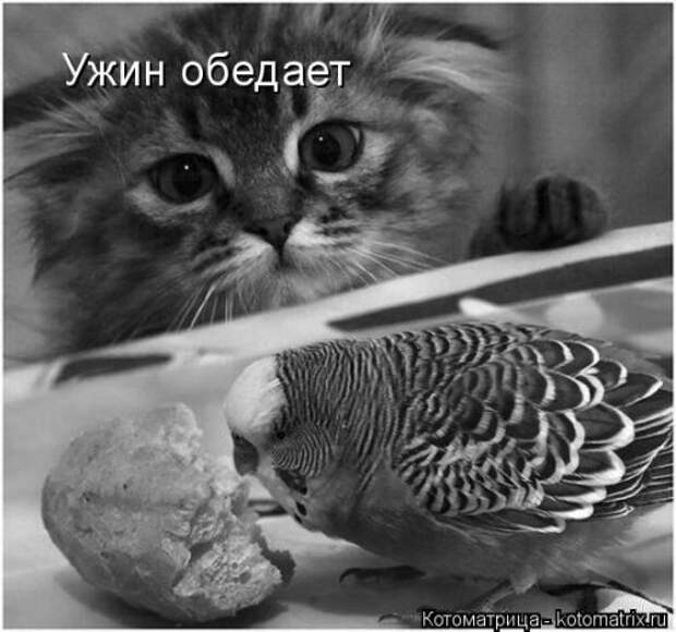 Котоматрица свежак (36 шт)