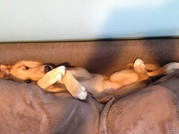 20 уморительных фотографий собак, которые знают, как надо расслабиться!