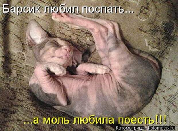 котоматрицы (50 фото) котоматрицы (50 фото)
