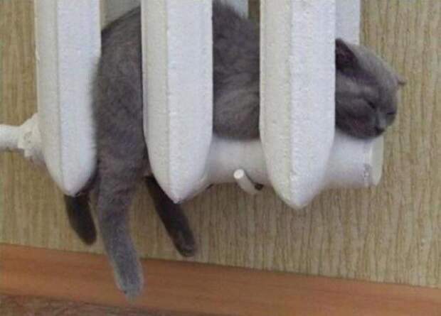 Коты в неожиданных местах Коты в неожиданных местах коты, места, неожиданные