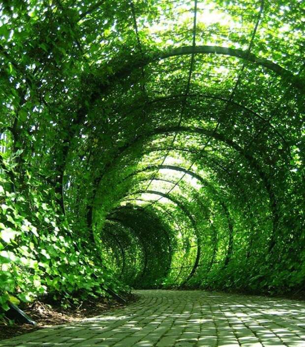 Сад Ядов - "The Poison Garden" растения, сад, яды