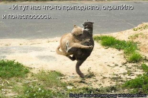 Котоматрица