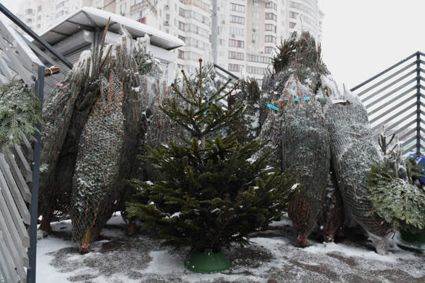 Россиянам раскрыли секрет выбора живой елки