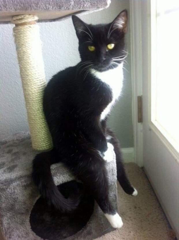 кошка у дверей