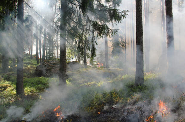 Сотрудники МЧС Севастополя потушили лесной пожар