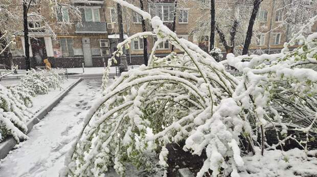 Поваленные деревья, поврежденные машины: Москва оказалась в центре снежного апокалипсиса (много фото)