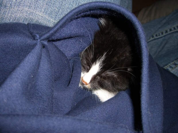 милые котики в карманах 