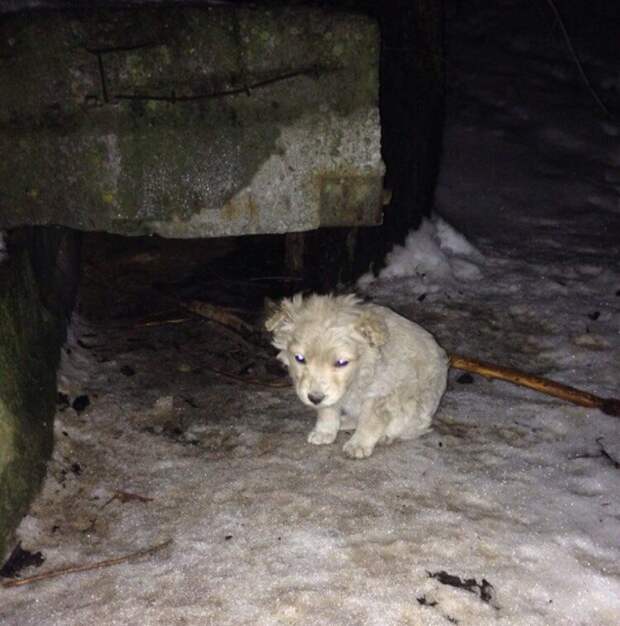 Крохотный щенок дрожал от холода, прячась за огромный бак белая собака, собака, щенок