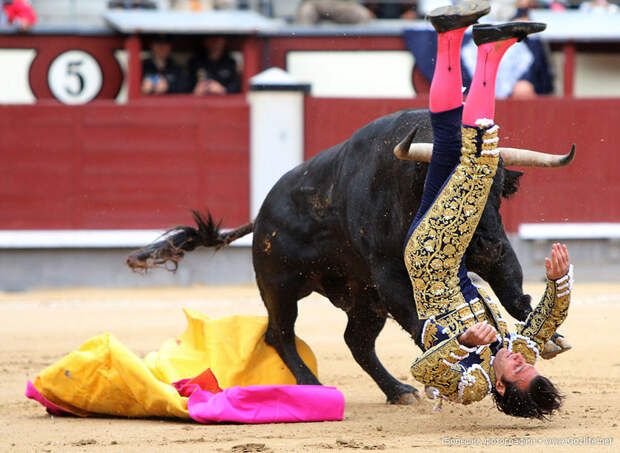 В Испании впервые прекратили бой быков