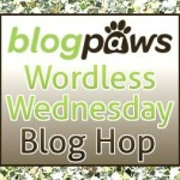 BP_Wordless_wed_Hop_Logo_2014