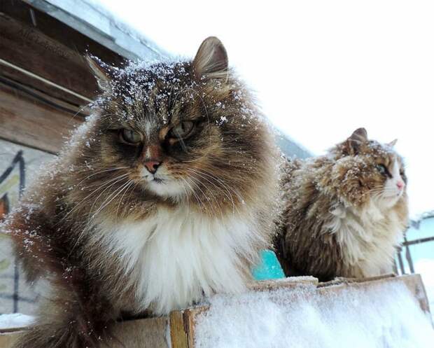 Кошландия — огромная семья сибирских кошек, живущая в Барнауле барнаул, домашний питомец, животные, кошка, семья, сибирь