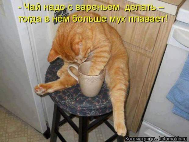 Котоматрица на Бугаге (30 фото)