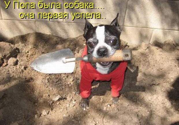 животные