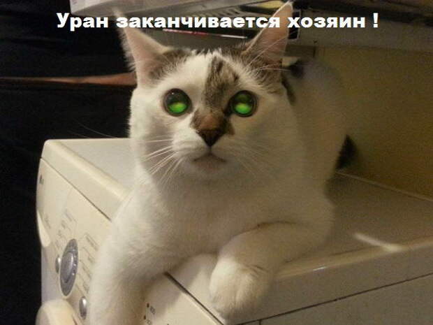 Забавные коты. часть 11 (25 фото)