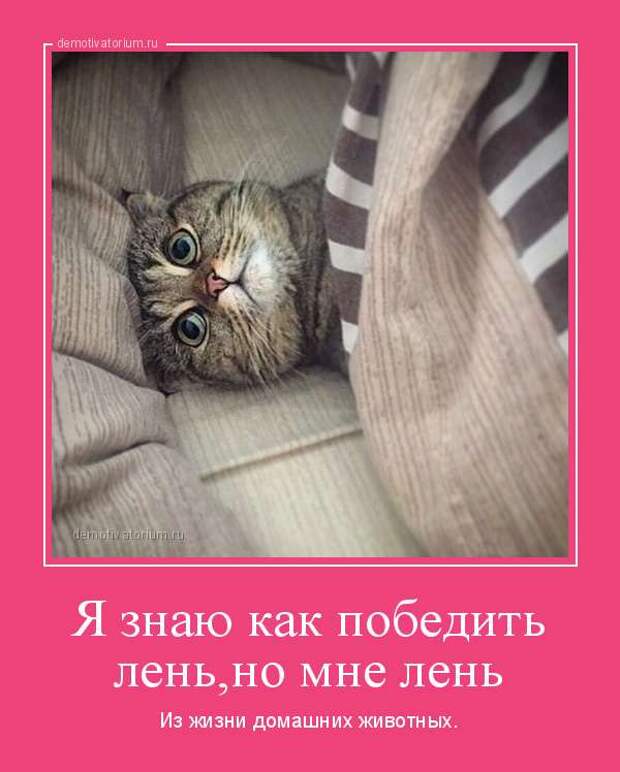 Демотиваторы. Подборка chert-poberi-chert-poberi-44430407032020-6 картинка chert-poberi-44430407032020-6
