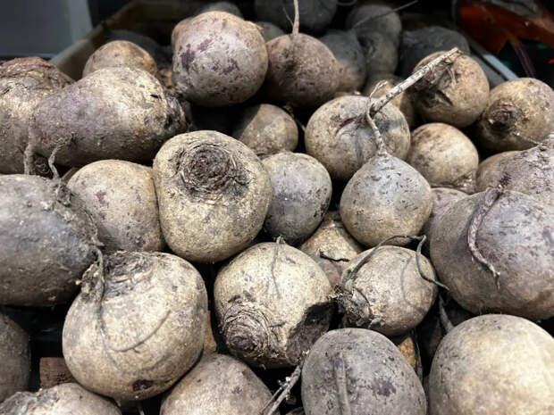 Свёкла размером с тарелку и сладкая как мёд: эти сорта заставят соседей просить семена