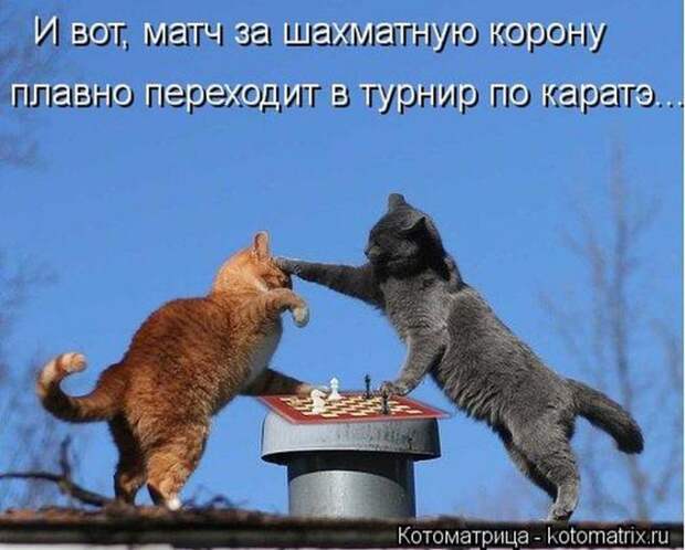 котоматрицы (50 фото)
