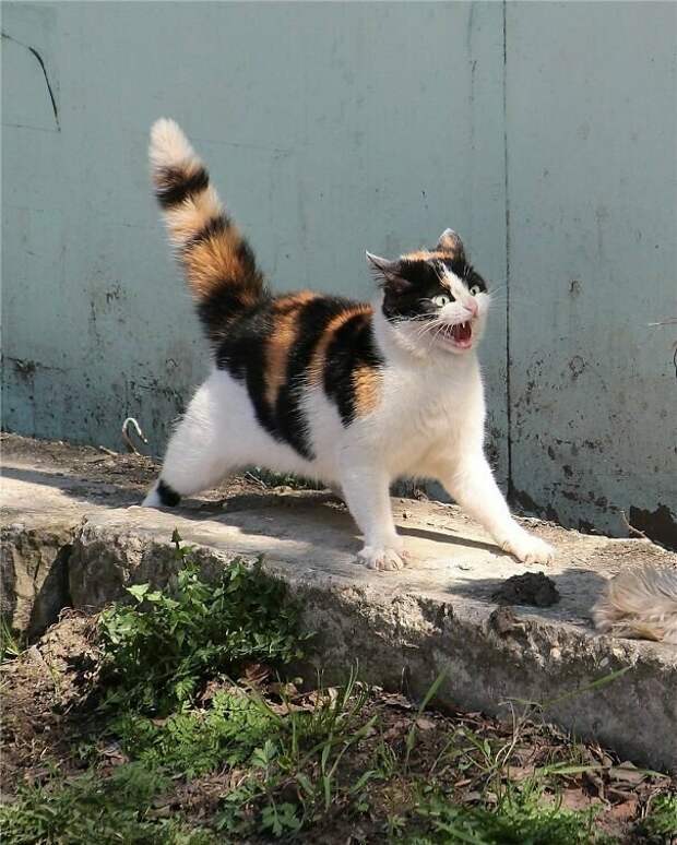 Коты, которым самое место в драмкружке