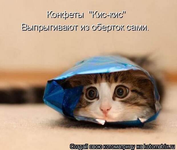 Лучшие котоматрицы недели (50 фото)