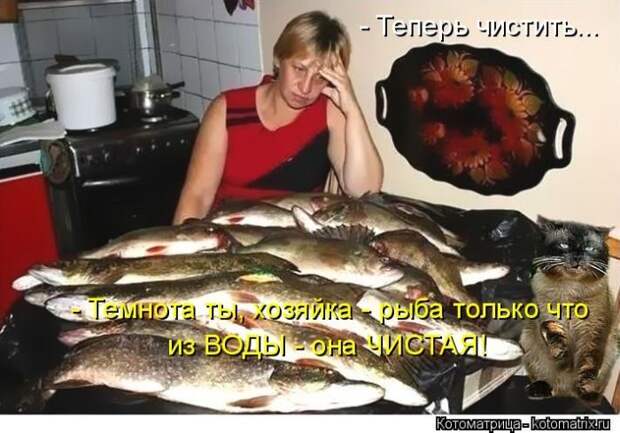 Лучшие котоматрицы недели