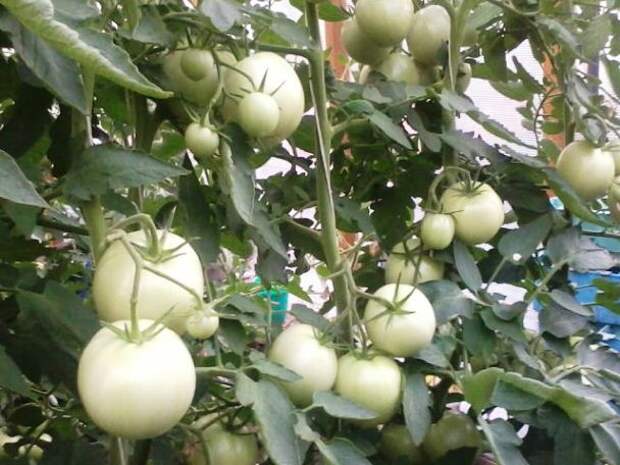 подкормка помидоров в теплице и открытом грунте