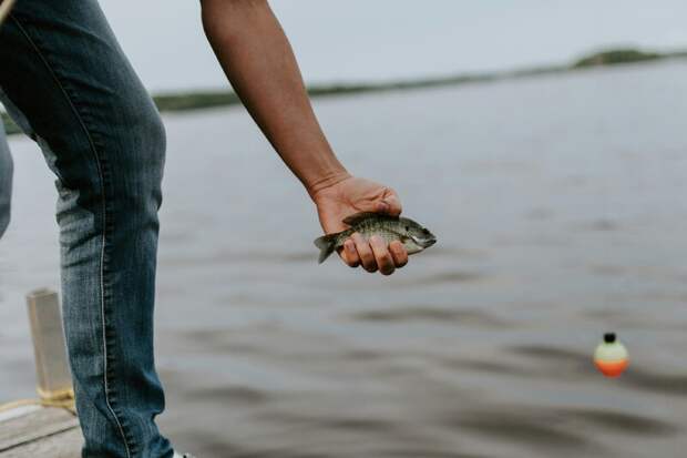 В Грозненское озеро в Чечне было выпущено более 25 тысяч рыб