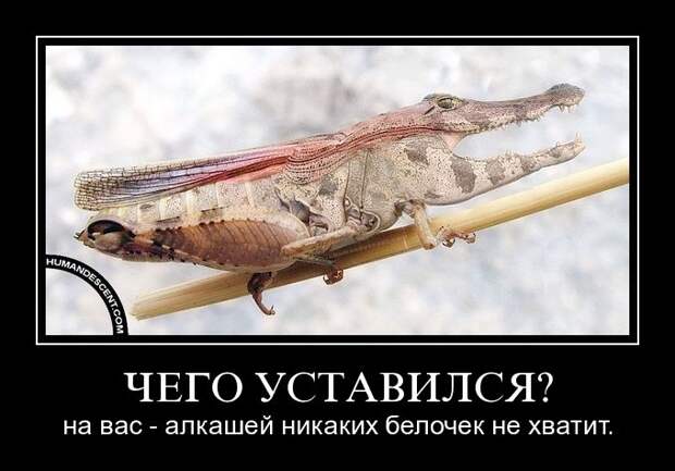 Демотиваторы (107 фото)