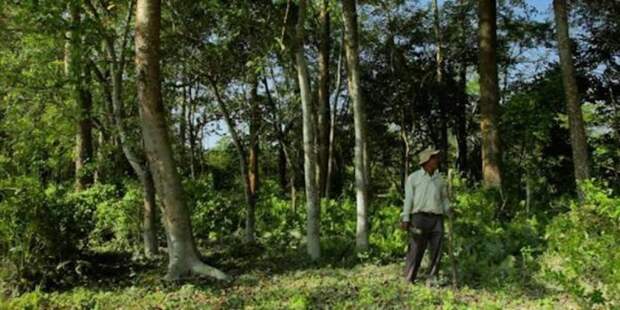 Индиец в одиночку посадил 1360 акров леса  индия, лес