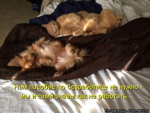 Котоматрица на Бугаге (37 фото)