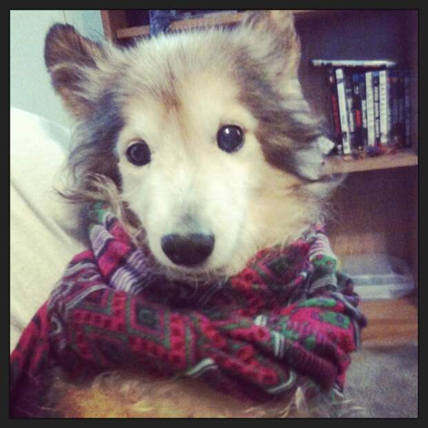 забота о безнадежно больной собаке, Беззубик Рубен Когберн, dog Rooster Cogburn, больной шелти
