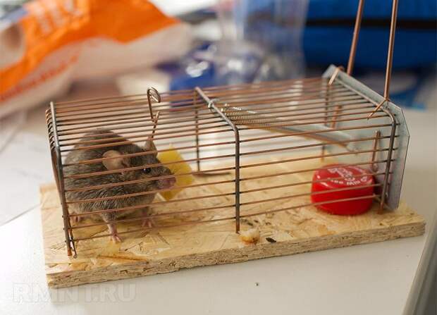 Как избавиться от мышей. Советы и рекомендации по борьбе с грызунами