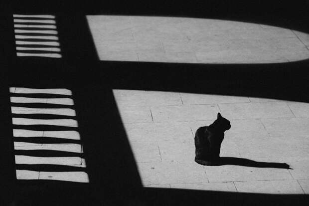 черно белые фотографии кошек (17)