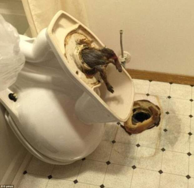 Огромная крыса, которая пыталась пробраться в гостиничный номер, но застряла в канализации.