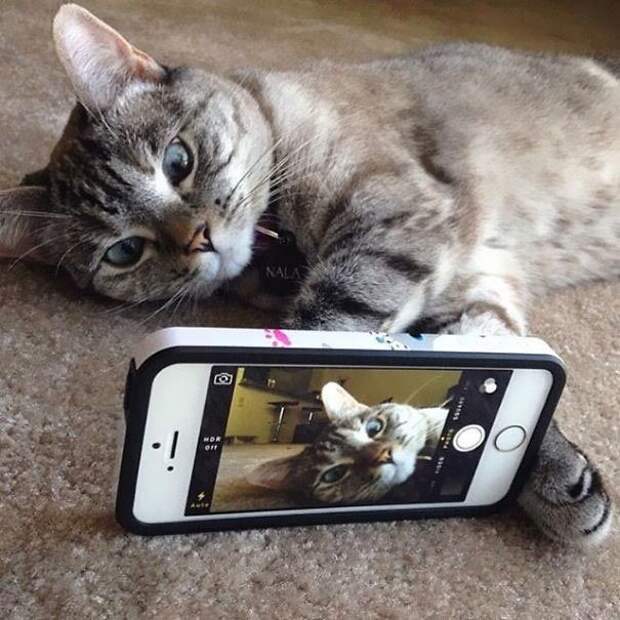 nala cat, кошка Нала, самая популярная кошка инстаграма 
