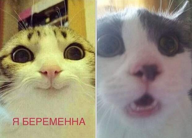 Смешные картинки с подписями картинки, прикол, юмор