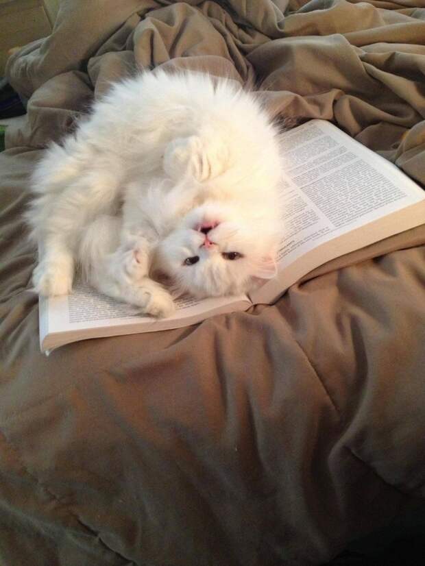 животные и книги 